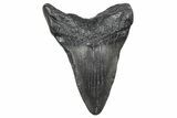 Juvenile Megalodon Tooth - South Carolina #359020-1